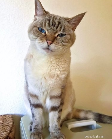 16 Pets Who Are Disappointed With You (And What to Do About It)