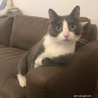 16 Pets Who Are Disappointed With You (And What to Do About It)