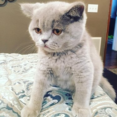 16 Pets Who Are Disappointed With You (And What to Do About It)