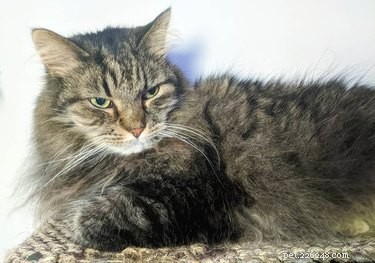 16 Pets Who Are Disappointed With You (And What to Do About It)