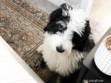 16 Pets Who Are Disappointed With You (And What to Do About It)