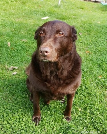 16 Pets Who Are Disappointed With You (And What to Do About It)