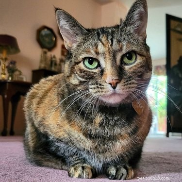 16 Pets Who Are Disappointed With You (And What to Do About It)