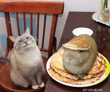 22 Adorable Pet Photos That’ll Make Your Best Friend Smile