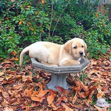 22 Adorable Pet Photos That’ll Make Your Best Friend Smile