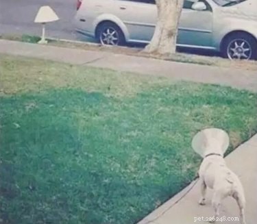 22 Adorable Pet Photos That’ll Make Your Best Friend Smile