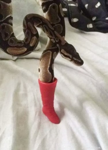 22 Adorable Pet Photos That’ll Make Your Best Friend Smile