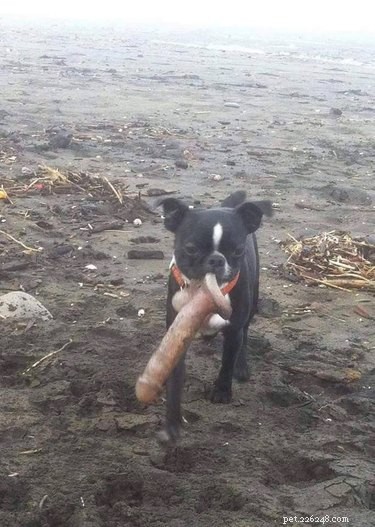 22 Adorable Pet Photos That’ll Make Your Best Friend Smile