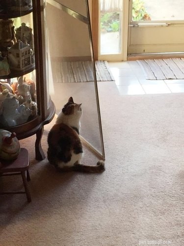 22 Adorable Pet Photos That’ll Make Your Best Friend Smile