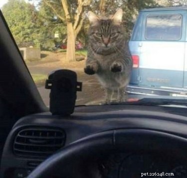 22 Adorable Pet Photos That’ll Make Your Best Friend Smile