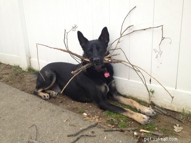 22 Adorable Pet Photos That’ll Make Your Best Friend Smile