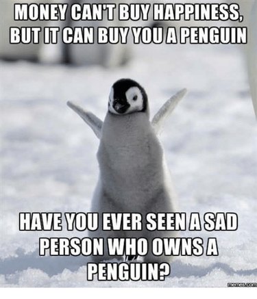 Why Penguins Are the Planet’s Funniest Animals: 24 Hilarious Memes
