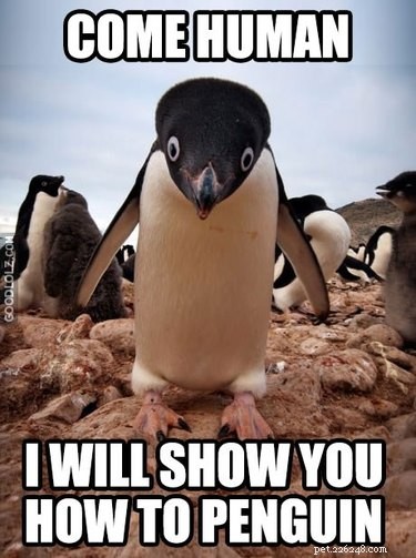 Why Penguins Are the Planet’s Funniest Animals: 24 Hilarious Memes