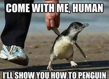Why Penguins Are the Planet’s Funniest Animals: 24 Hilarious Memes