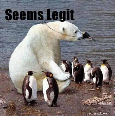 Why Penguins Are the Planet’s Funniest Animals: 24 Hilarious Memes