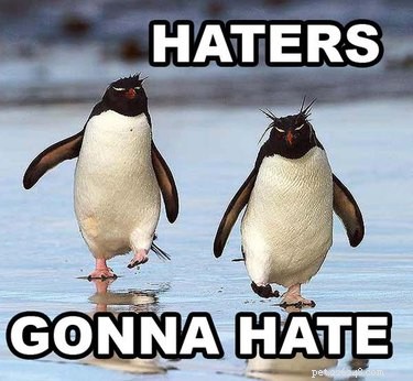 Why Penguins Are the Planet’s Funniest Animals: 24 Hilarious Memes