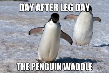 Why Penguins Are the Planet’s Funniest Animals: 24 Hilarious Memes