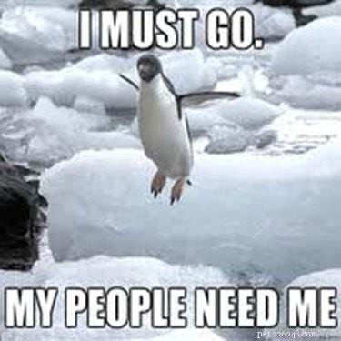 Why Penguins Are the Planet’s Funniest Animals: 24 Hilarious Memes