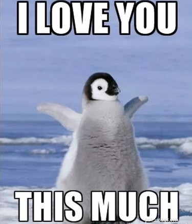 Why Penguins Are the Planet’s Funniest Animals: 24 Hilarious Memes