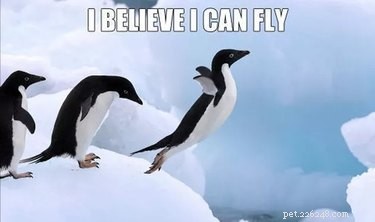 Why Penguins Are the Planet’s Funniest Animals: 24 Hilarious Memes