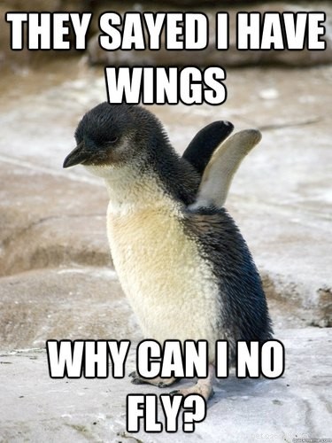 Why Penguins Are the Planet’s Funniest Animals: 24 Hilarious Memes