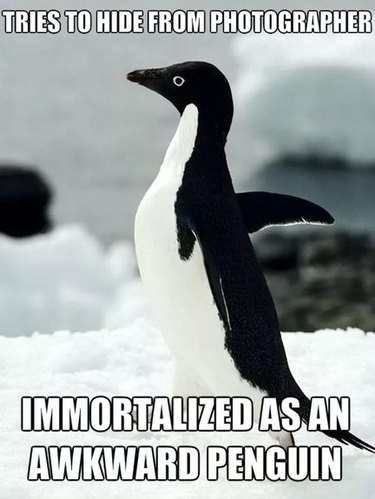 Why Penguins Are the Planet’s Funniest Animals: 24 Hilarious Memes