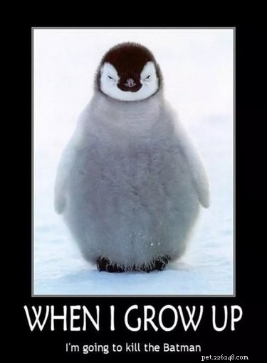 Why Penguins Are the Planet’s Funniest Animals: 24 Hilarious Memes