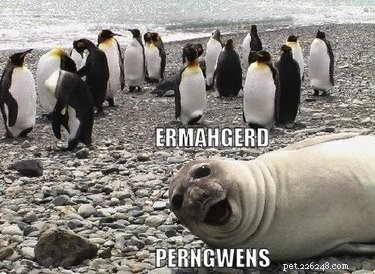 Why Penguins Are the Planet’s Funniest Animals: 24 Hilarious Memes