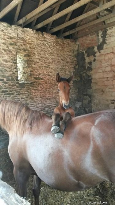25 Hilarious Horse Memes Every Equine Enthusiast Will Love