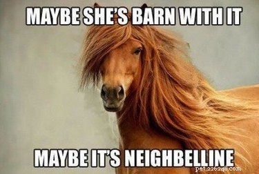 25 Hilarious Horse Memes Every Equine Enthusiast Will Love