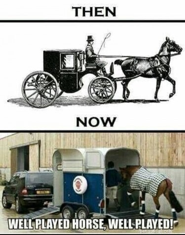 25 Hilarious Horse Memes Every Equine Enthusiast Will Love