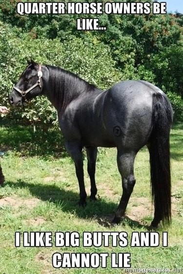 25 Hilarious Horse Memes Every Equine Enthusiast Will Love