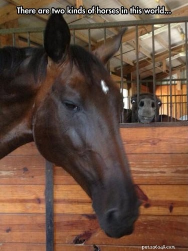 25 Hilarious Horse Memes Every Equine Enthusiast Will Love