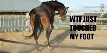 25 Hilarious Horse Memes Every Equine Enthusiast Will Love