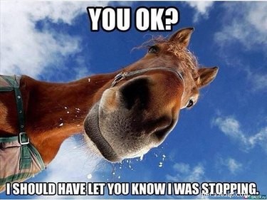 25 Hilarious Horse Memes Every Equine Enthusiast Will Love