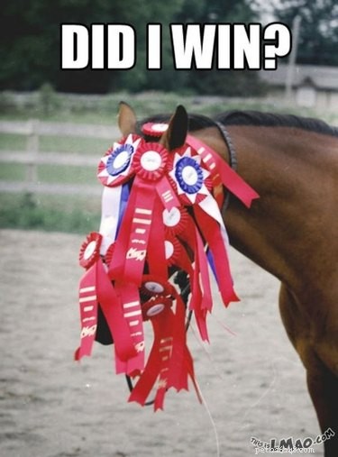 25 Hilarious Horse Memes Every Equine Enthusiast Will Love