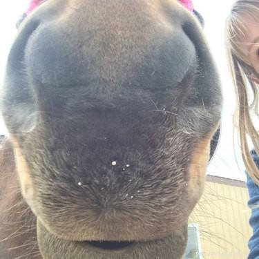 25 Hilarious Horse Memes Every Equine Enthusiast Will Love