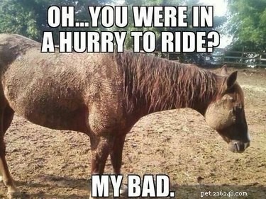 25 Hilarious Horse Memes Every Equine Enthusiast Will Love