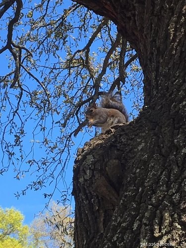 Cute Squirrel Putter Dines on Mini Ice Cream Cones at Fantasy Isle Ice Cream & Mini Golf