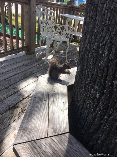Cute Squirrel Putter Dines on Mini Ice Cream Cones at Fantasy Isle Ice Cream & Mini Golf