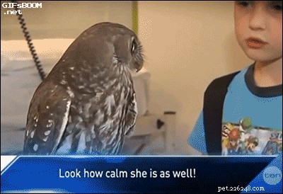 What Seeing a Spider Reveals About You: 23 Animal-Like Reactions