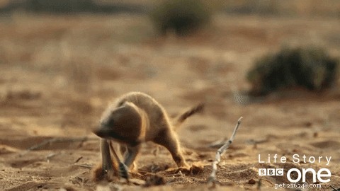 What Seeing a Spider Reveals About You: 23 Animal-Like Reactions