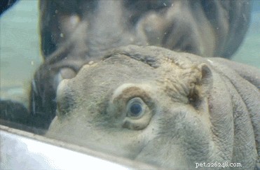 What Seeing a Spider Reveals About You: 23 Animal-Like Reactions
