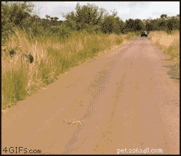 What Seeing a Spider Reveals About You: 23 Animal-Like Reactions