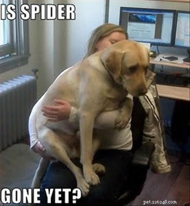 What Seeing a Spider Reveals About You: 23 Animal-Like Reactions