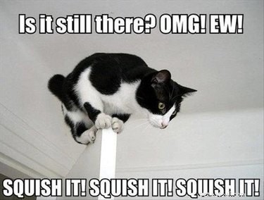 What Seeing a Spider Reveals About You: 23 Animal-Like Reactions