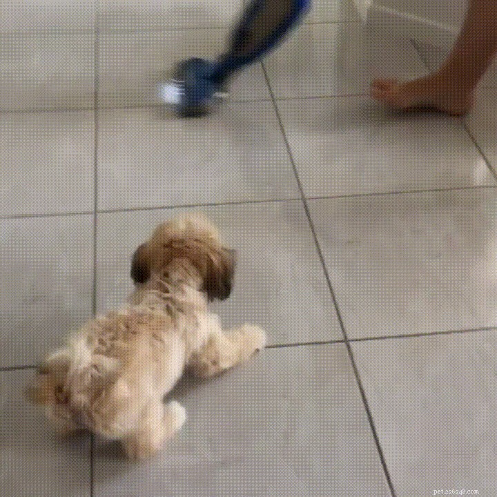 23 Pets That Hate Vacuuming (And Their Hilarious Reactions)