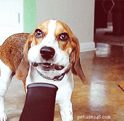 23 Pets That Hate Vacuuming (And Their Hilarious Reactions)