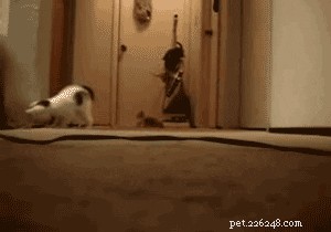 23 Pets That Hate Vacuuming (And Their Hilarious Reactions)