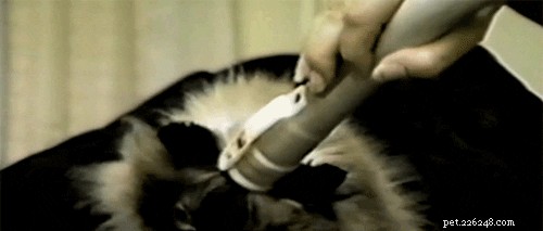 23 Pets That Hate Vacuuming (And Their Hilarious Reactions)